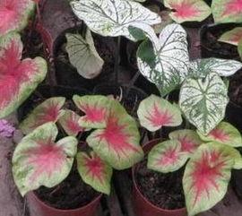 彩叶芋国产组培方法视频