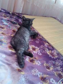 小猫吃国产牛肉可以吗视频,视频见证美味与健康的完美结合