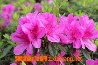 国产杜鹃花养殖方法视频  第1张