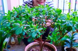 国产杜鹃花养殖方法视频  第2张