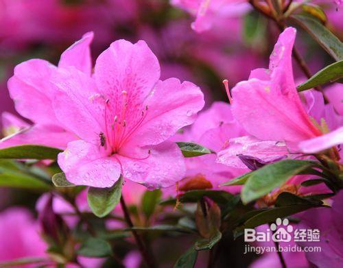 国产杜鹃花养殖方法视频  第3张