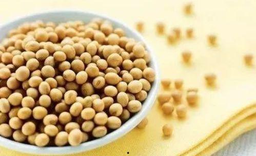 国产大豆的保养方法视频,视频教你轻松延长保质期  第2张